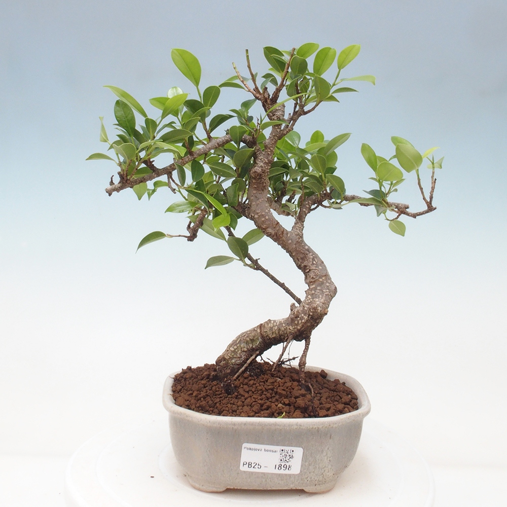 Indoor bonsai - Ficus retusa - small ficus
