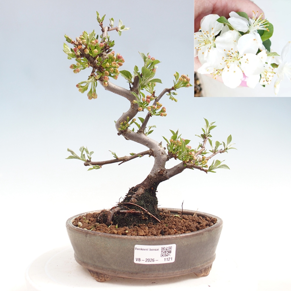 Outdoor bonsai - Malus sargentii - Small-fruited apple tree