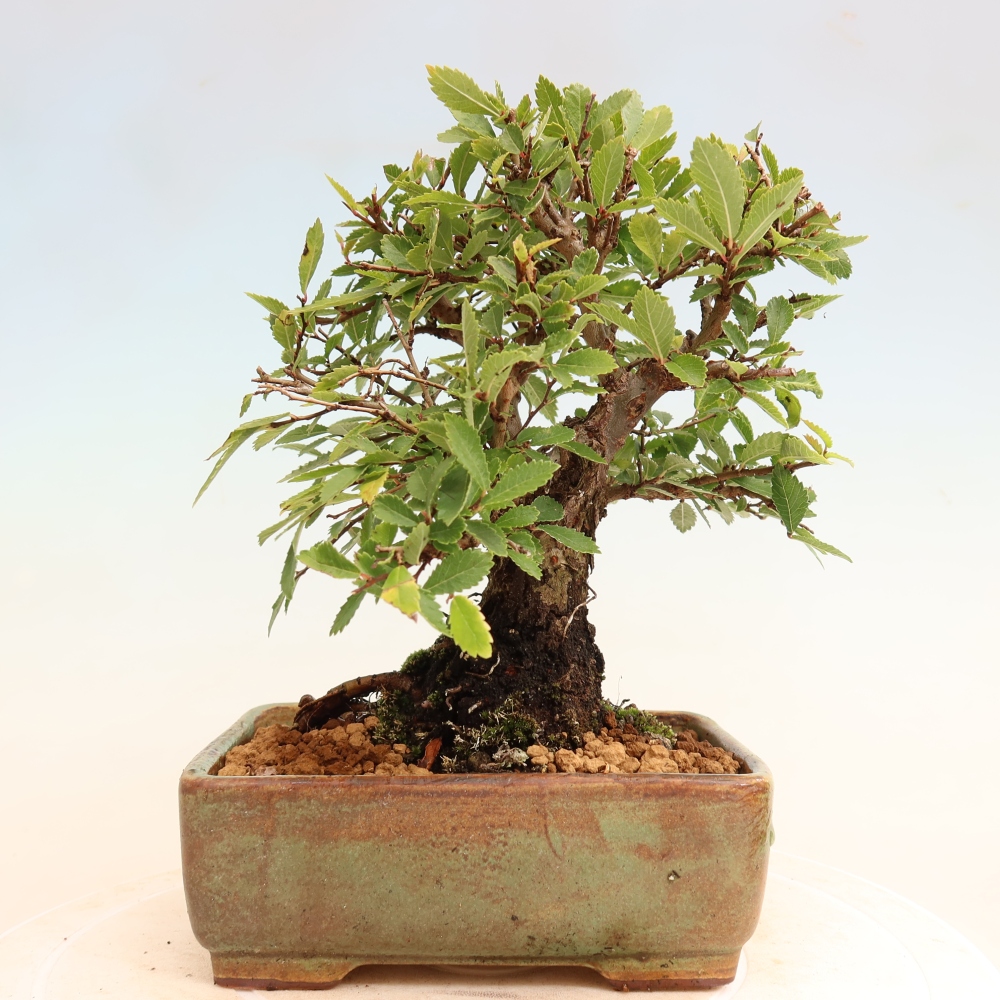 Outdoor bonsai - Zelkova - Zelkova NIRE