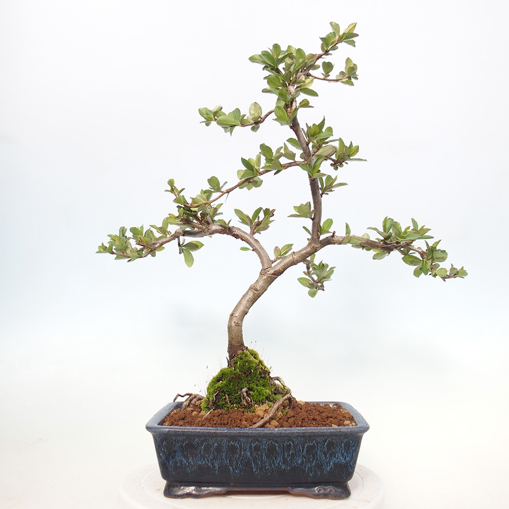 Outdoor bonsai - Chaneomeles sup. Nicoline - Quince