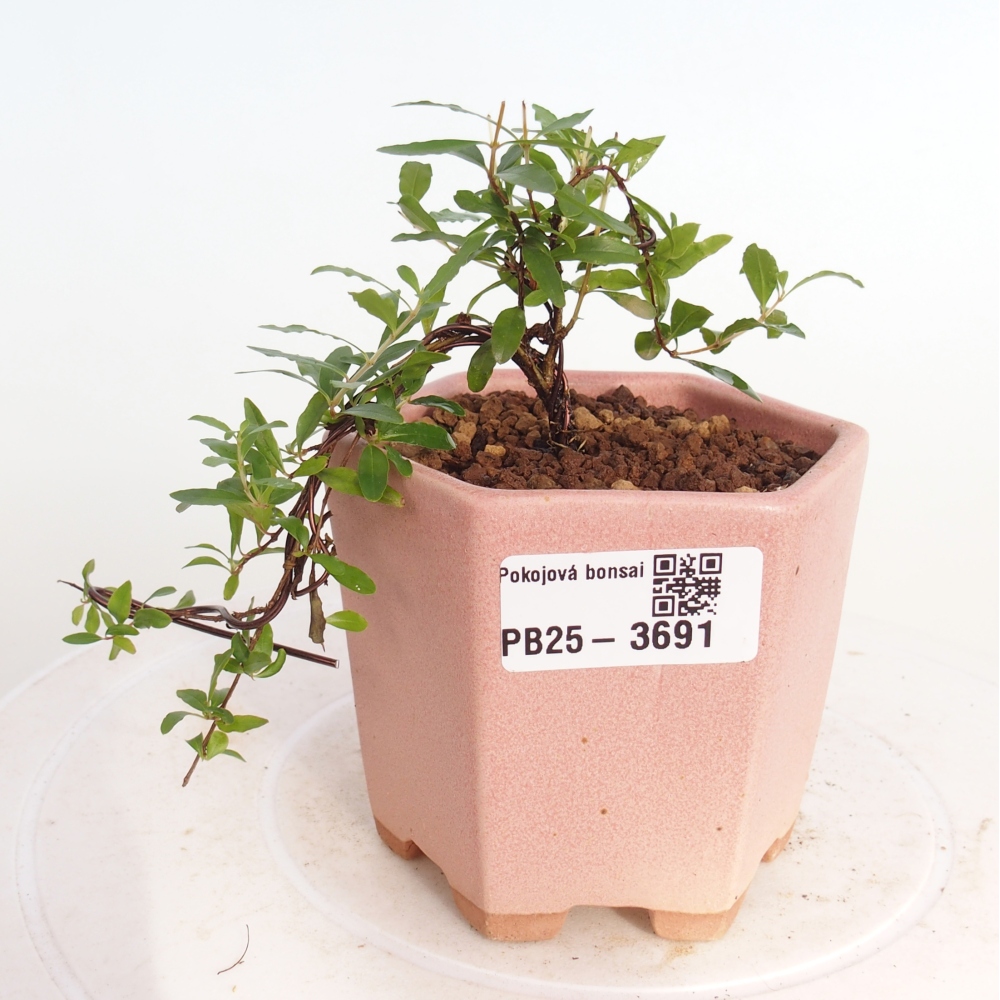 Room bonsai-PUNICA granatum nana-Granate apple