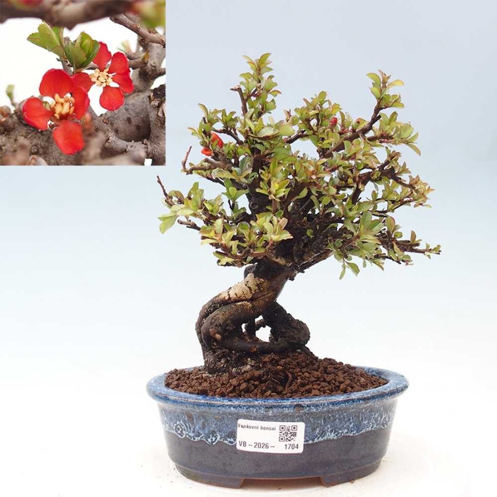 Outdoor bonsai - Chaneomeles speciosa - Quince