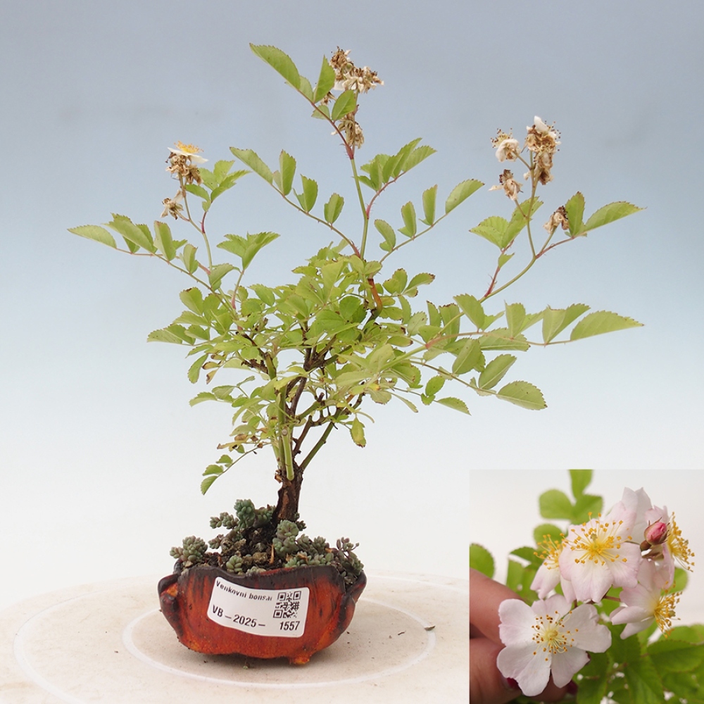 Outdoor bonsai - Rosa sp. - small-flowered rose