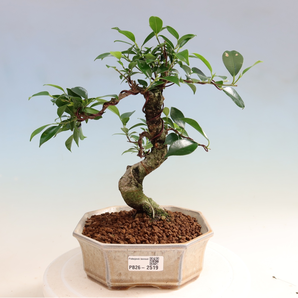 Room bonsai - Ficus retusa - small-leaved ficus