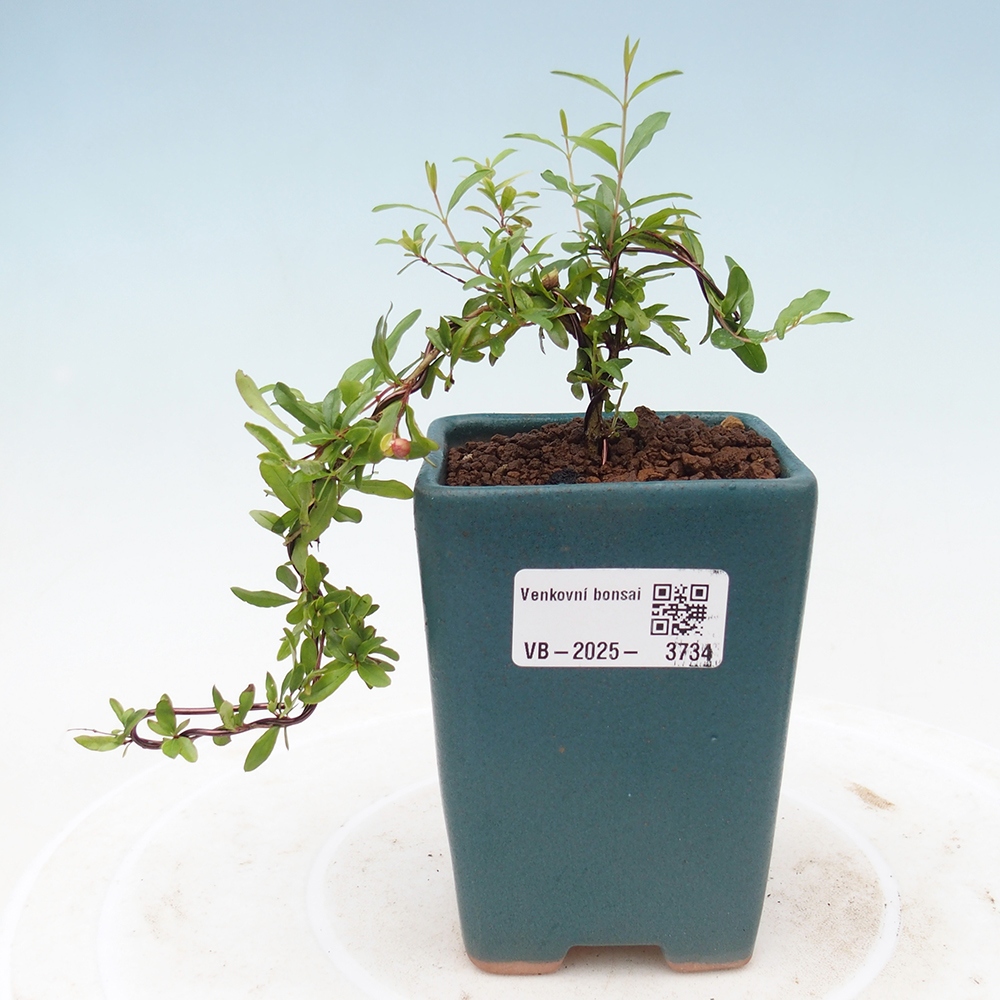 Room bonsai-PUNICA granatum nana-Pomegranate
