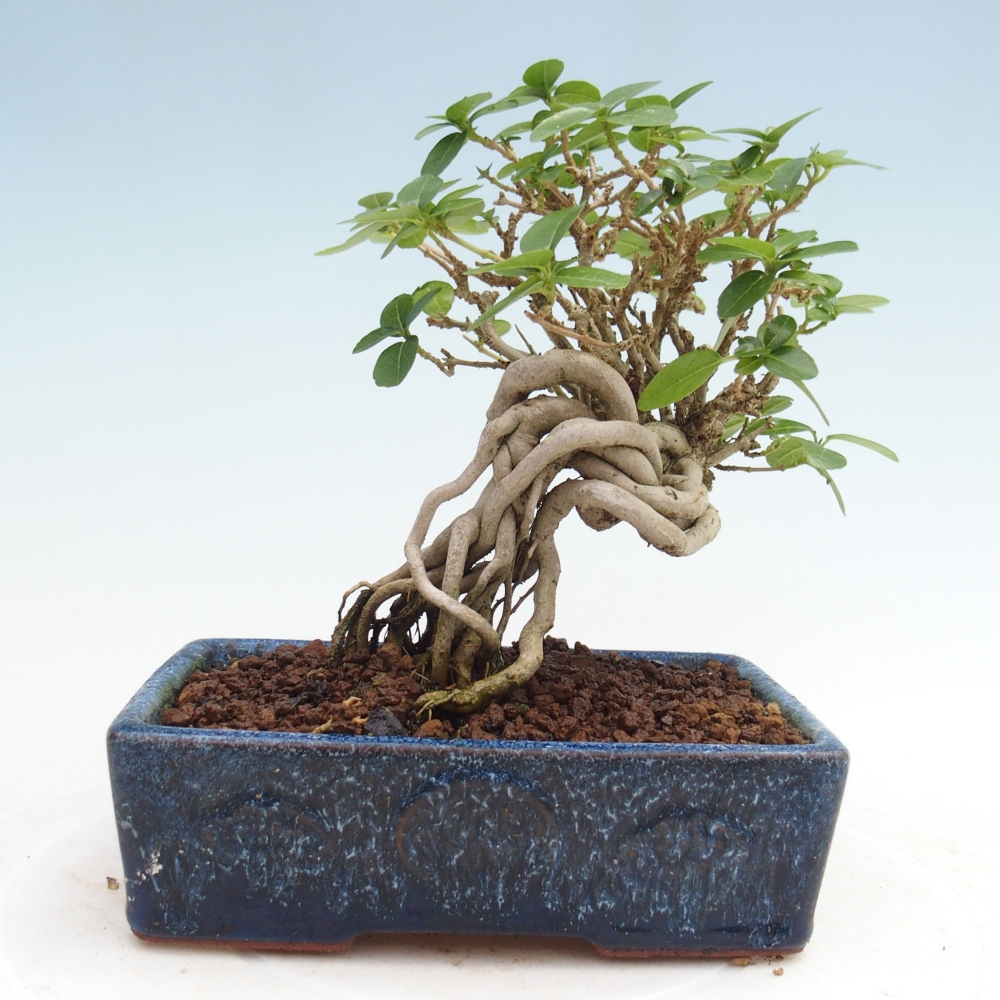 Indoor bonsai - Premna serratifolia - Kozlovňa malolistá