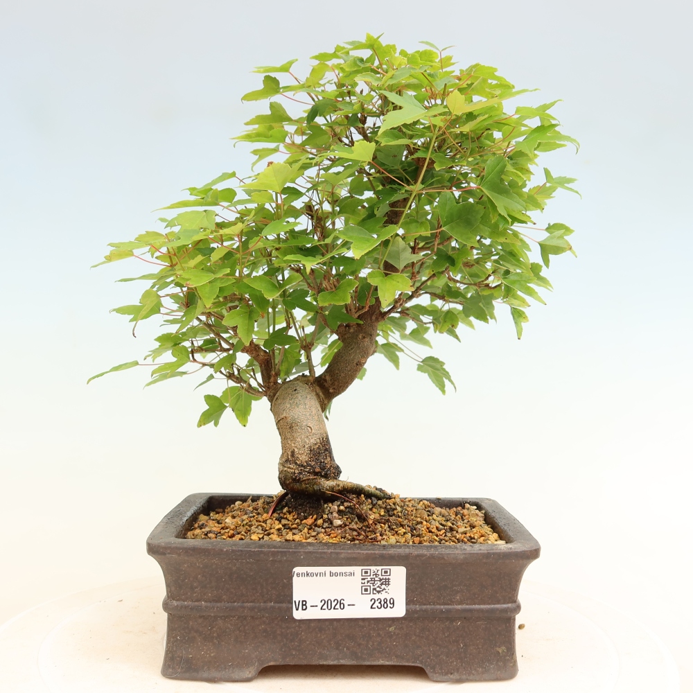 Outdoor bonsai - Maple Burger - Acer Burgerianum