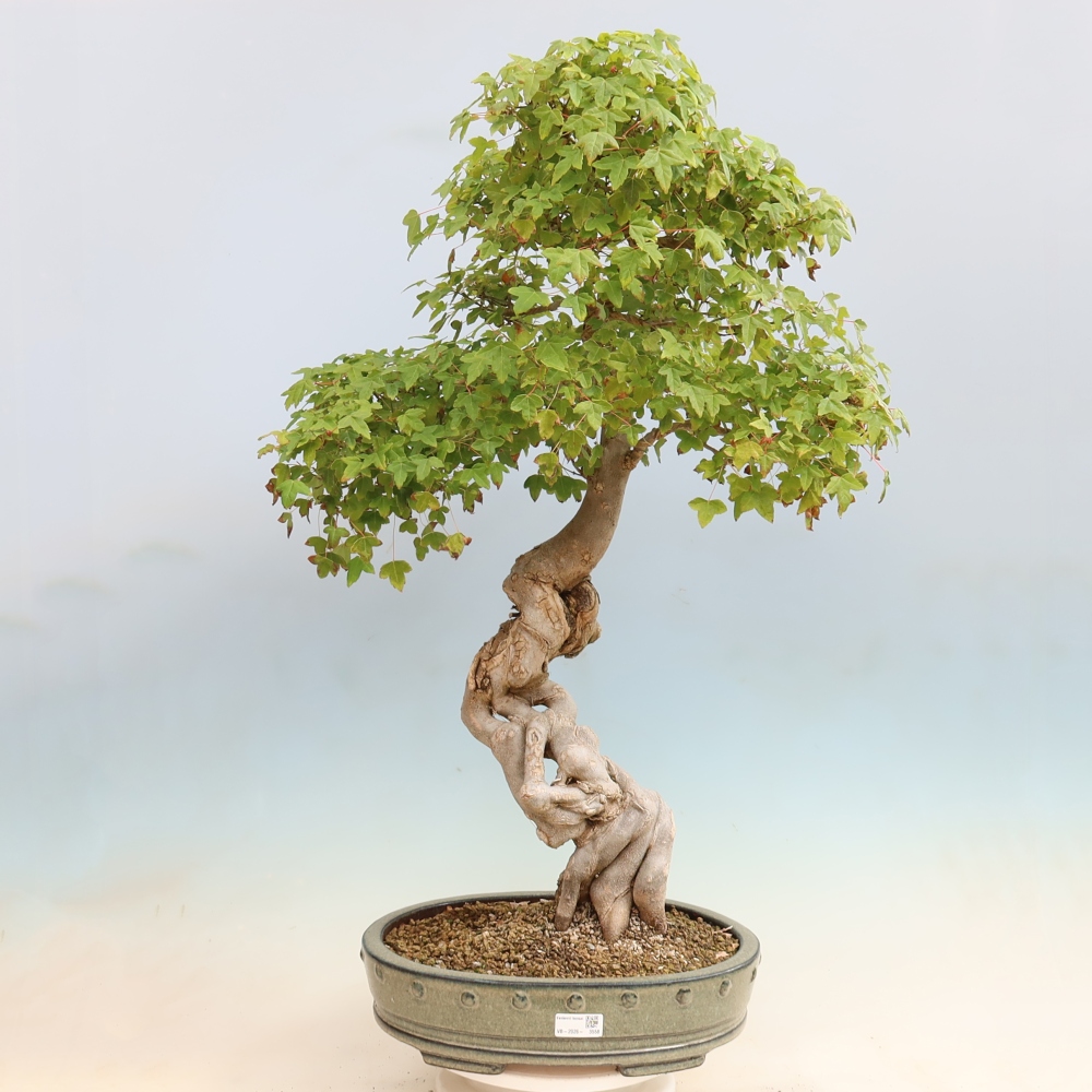 Outdoor bonsai - Acer Buergerianum - Burger Maple