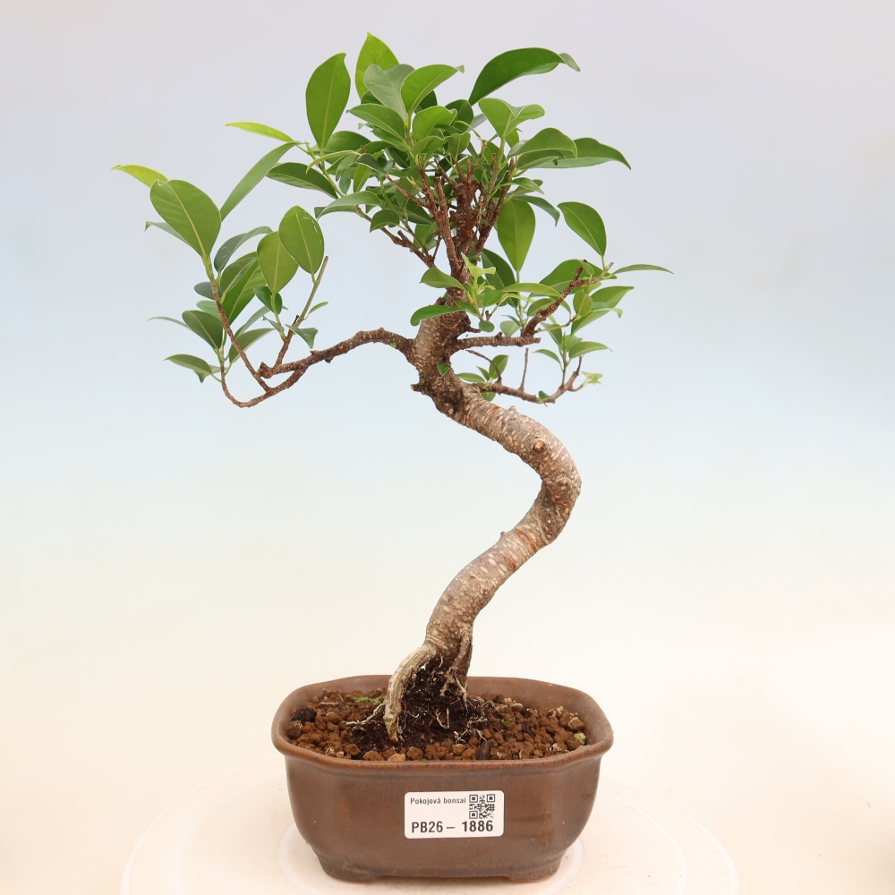 Room bonsai - Ficus retusa - small-leaved ficus