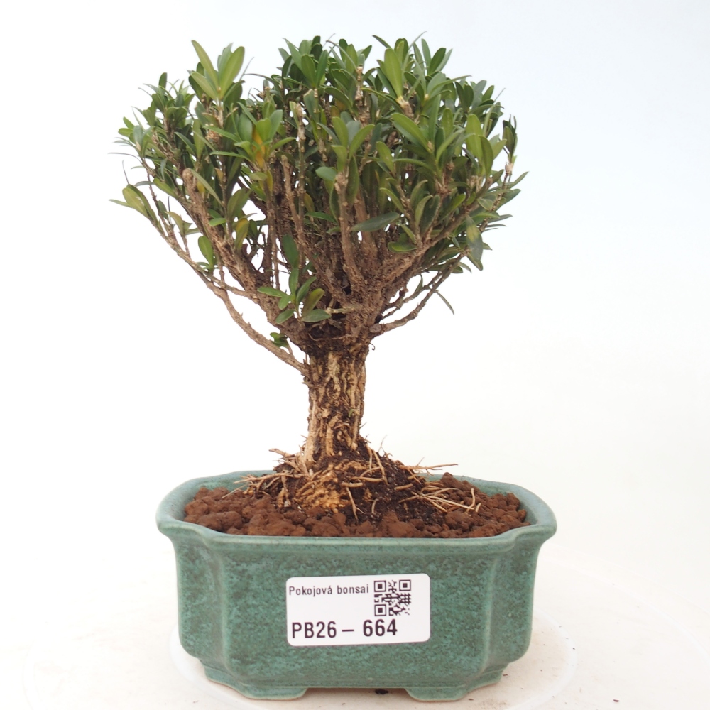 Room bonsai - Buxus harlandii - cork buxus
