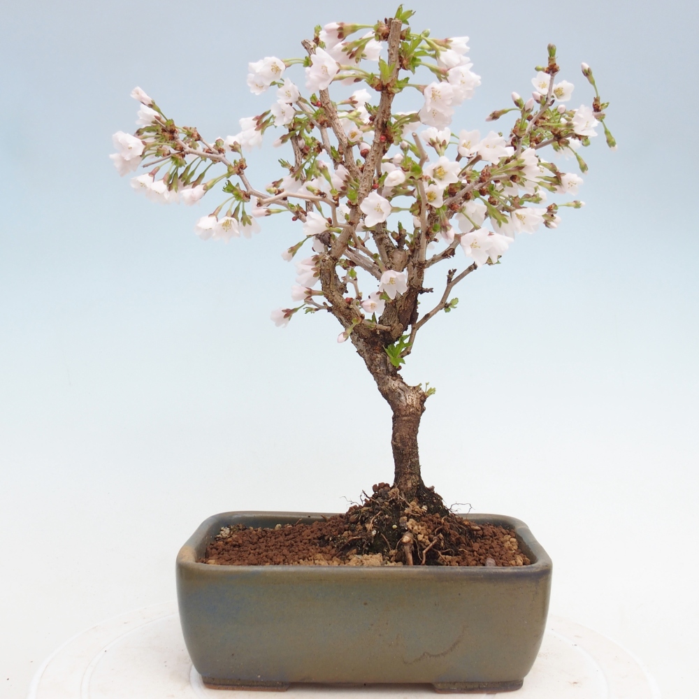 Outdoor bonsai - Prunus incisa Kojou-no mai-Plivon cut out