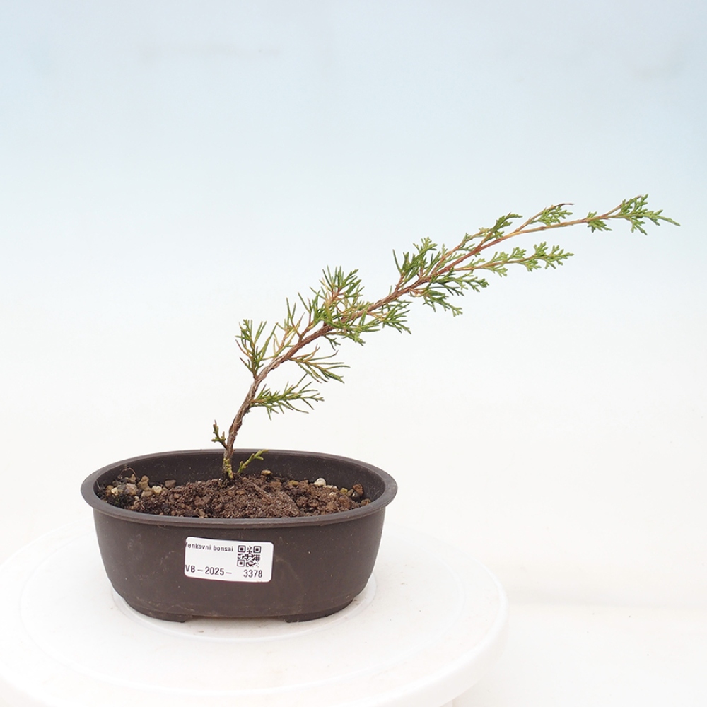Outdoor bonsai - Juniperus chinensis Itoigawa - Chinese juniper
