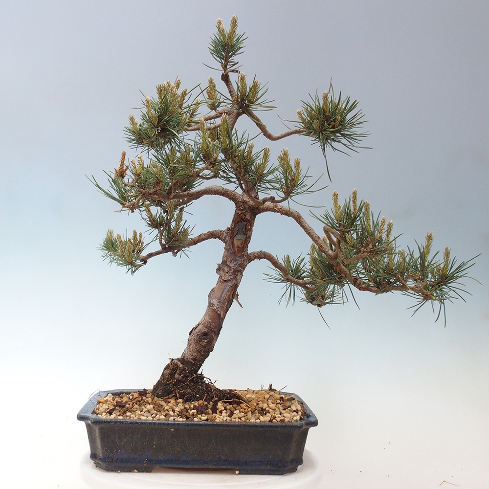 Outdoor bonsai - Pinus Sylvestris - Scots pine