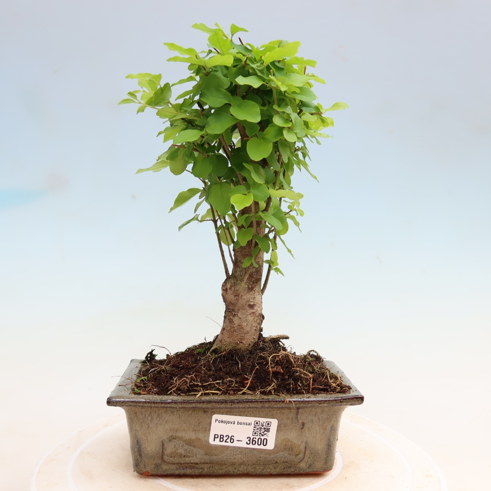 Room bonsai -Ligustrum chinensis - Birds Beak