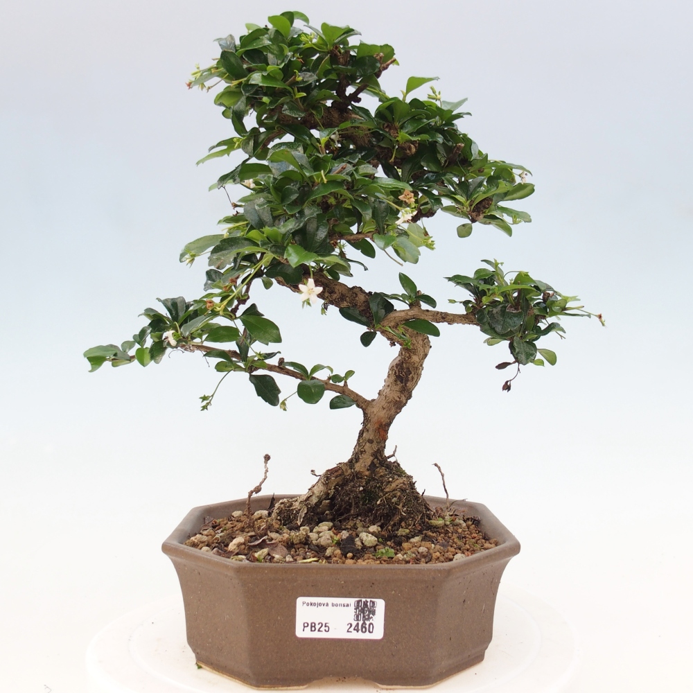 Room bonsai - Carmona macrophylla - Tea fuki