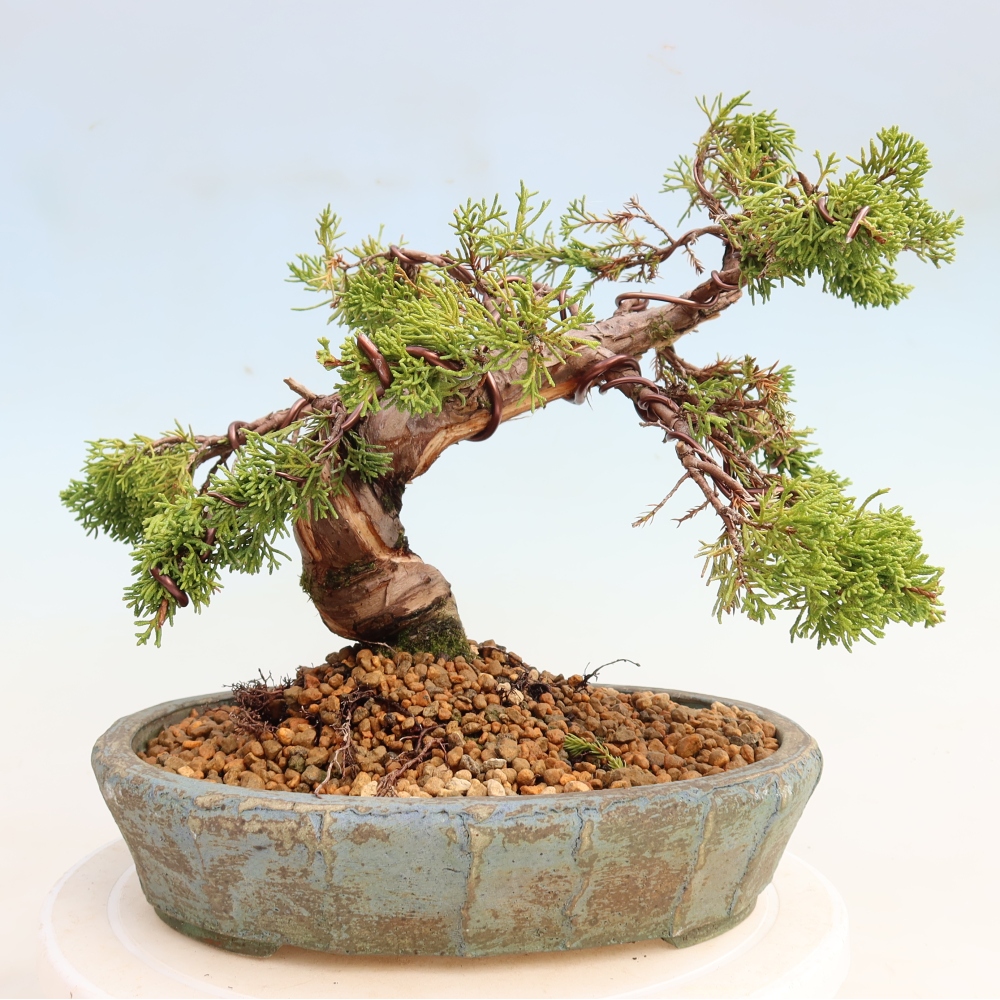 Outdoor Bonsai - Juniperus chinensis Itoigawa - Chinese Juniper