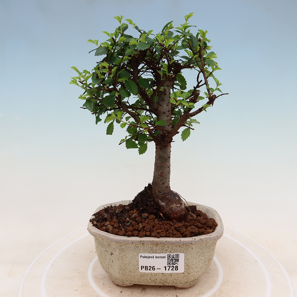 Room bonsai - Ulmus parvifolia - Small-leaved elm