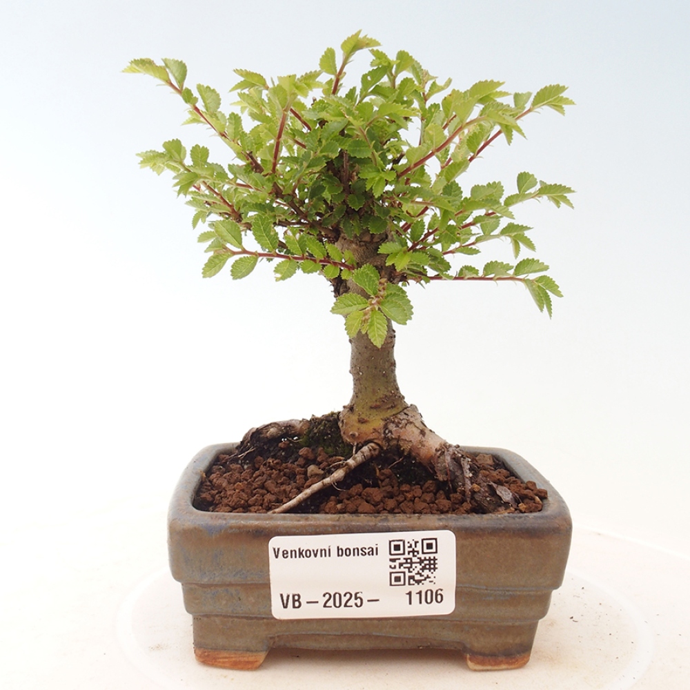 Outdoor bonsai - Ulmus parvifolia Sagei - Small-leaved elm