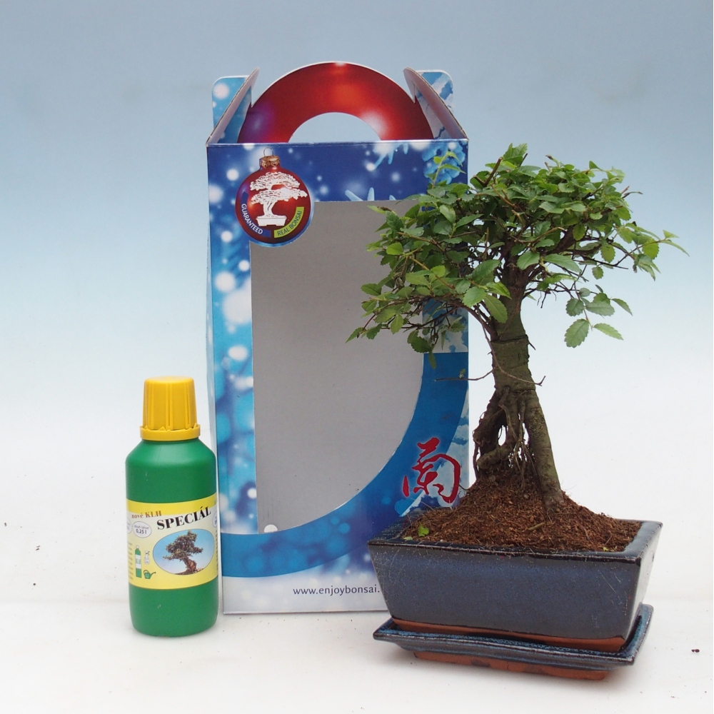 Ulmus parvifolia - Chinese elm