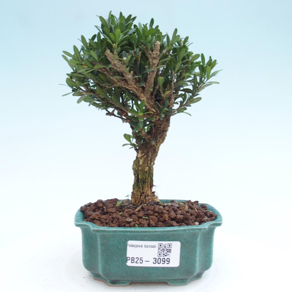 Room Bonsai - Buxus harlandii - Cork boxwood