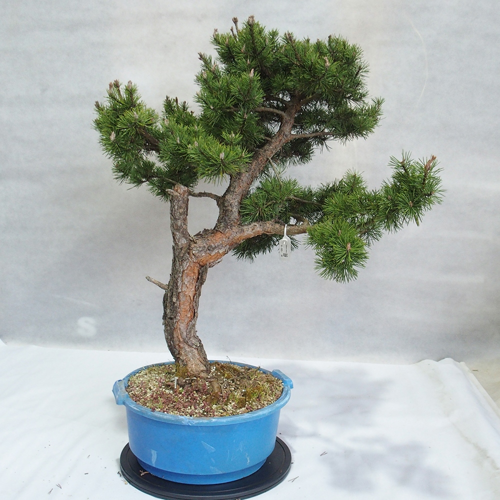 Yamadori - Pinus sylvestris 