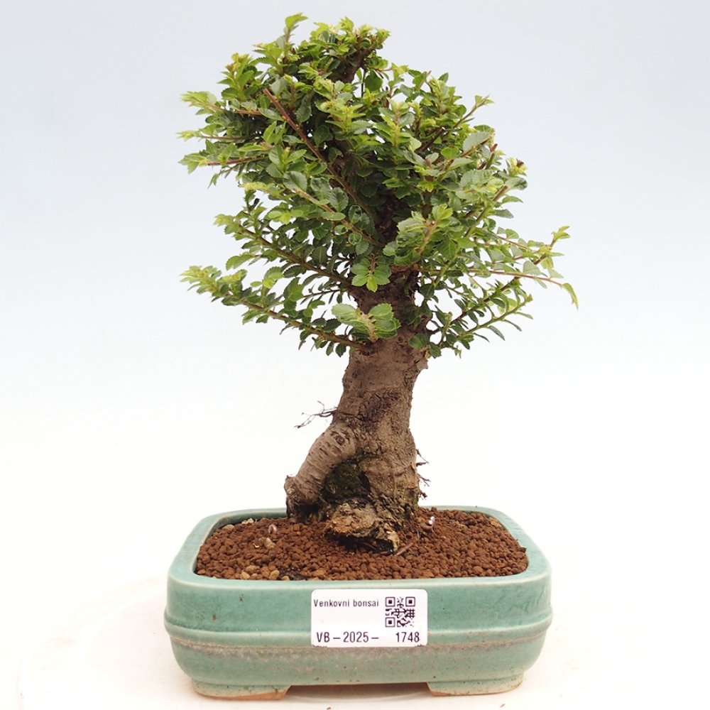 Outdoor bonsai - Ulmus parvifolia Hokkaido - Chinese elm