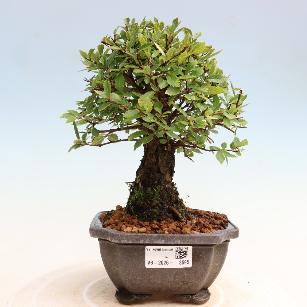 Outdoor bonsai - Zelkova - Zelkova NIRE