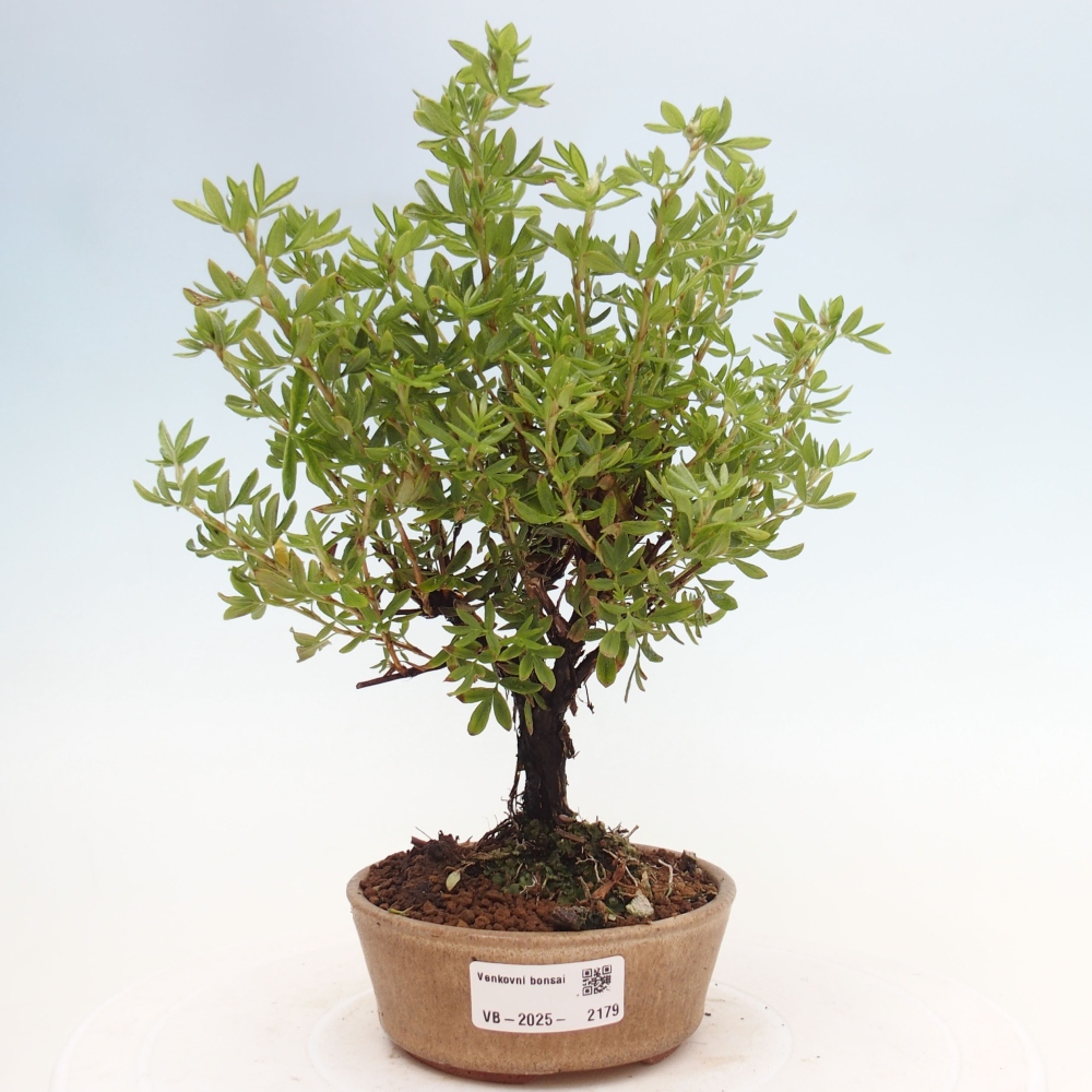 Outdoor bonsai-Cinquefoil - Potentila fruticosa yellow Bird