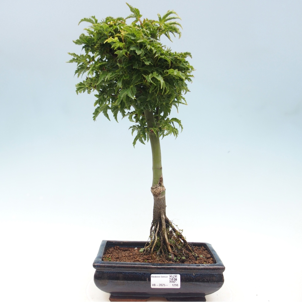 Outdoor bonsai - Acer palmatum Shishigashira maple