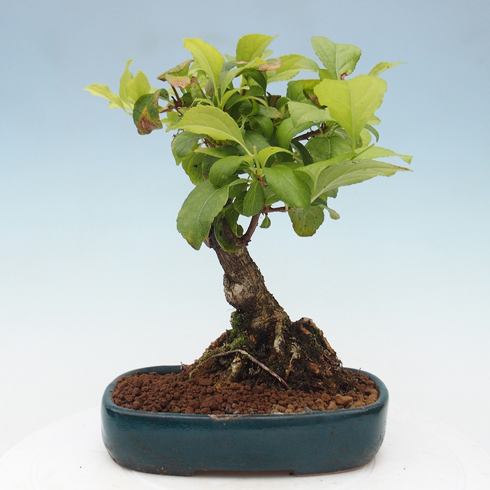 Outdoor bonsai - Celastrus Jesenec