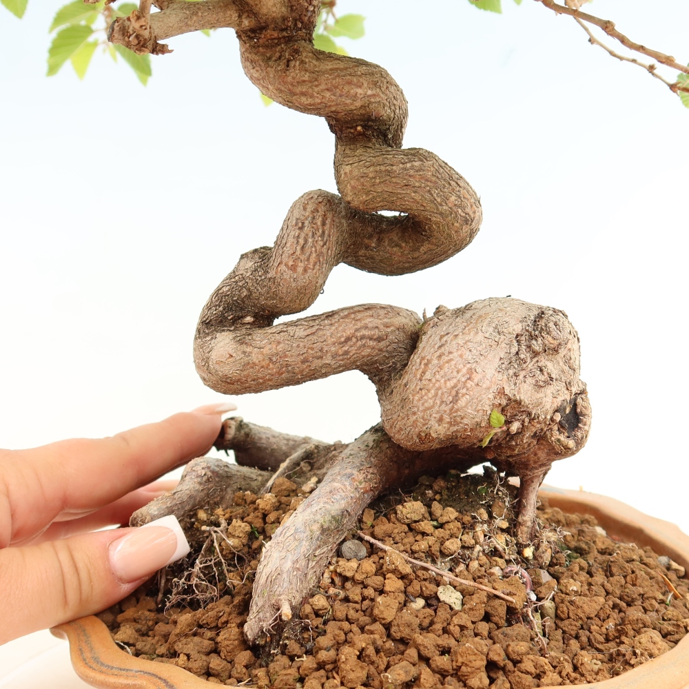 Outdoor bonsai -Carpinus coreana - Korean Hornbeam