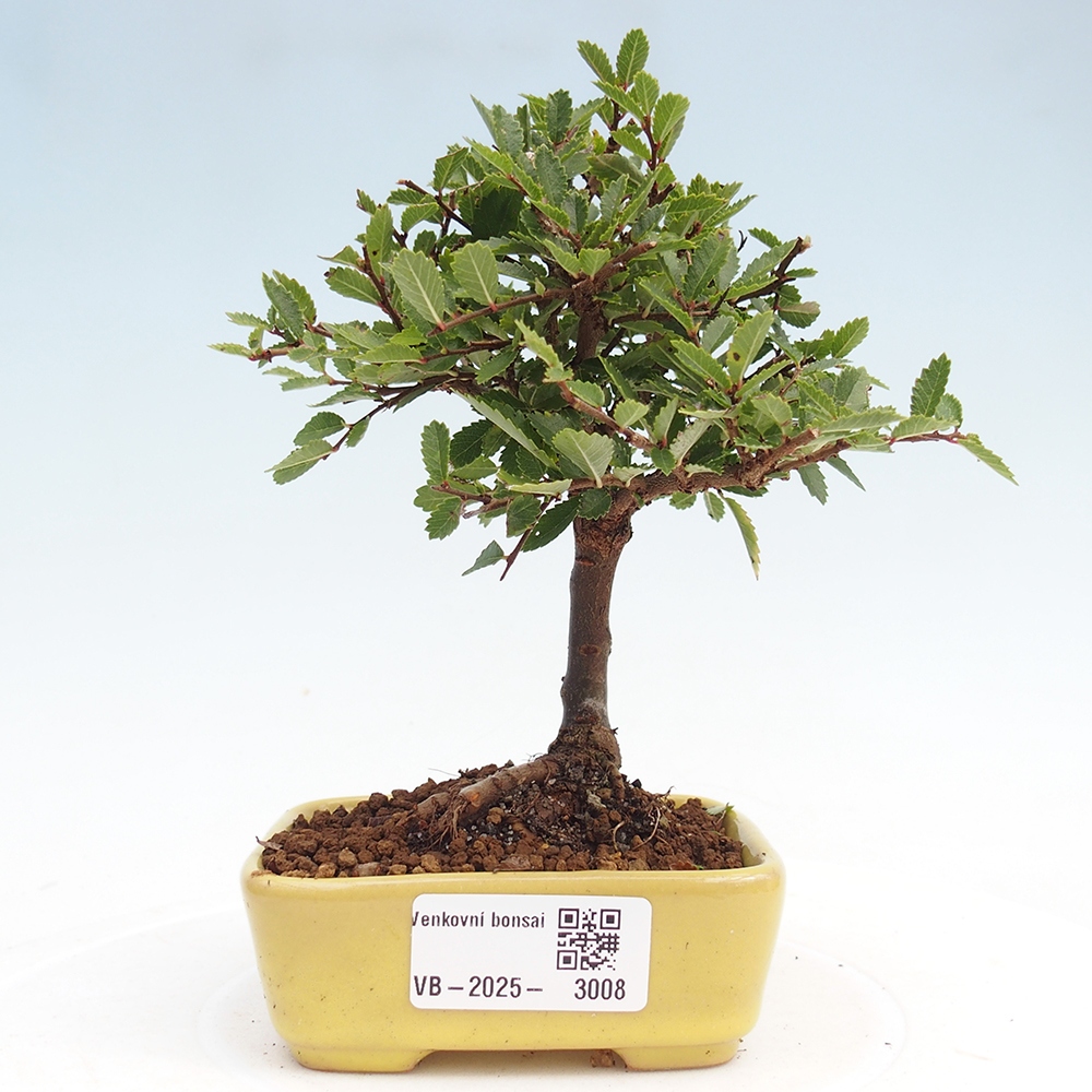 Outdoor bonsai - Ulmus parvifolia Sagei - Small-leaved elm