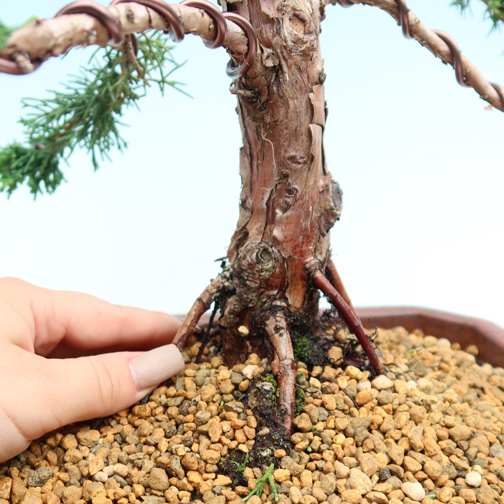 Outdoor bonsai - Juniperus chinensis Kishu