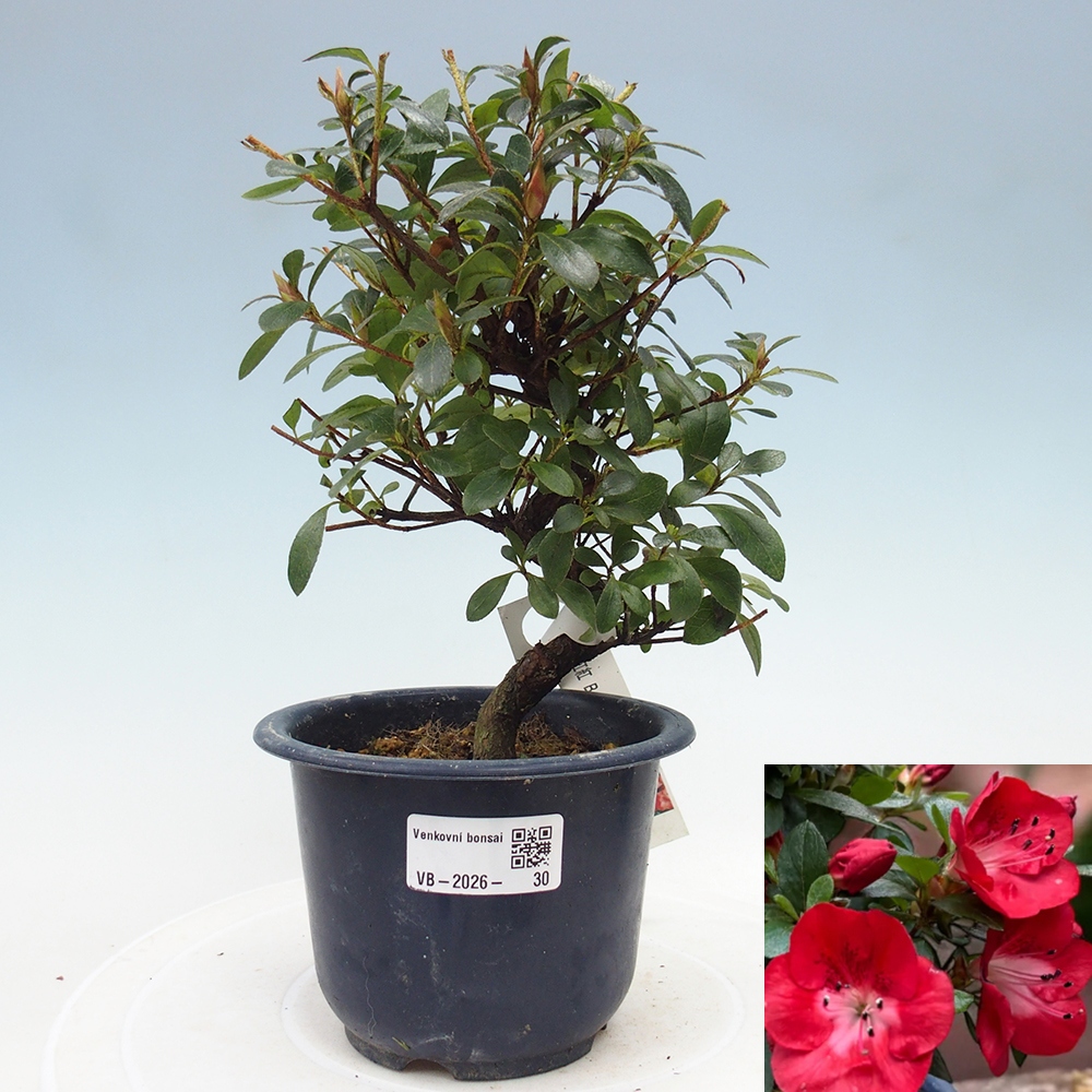 Outdoor bonsai - Japanese Azalea - Azalea Benibeni