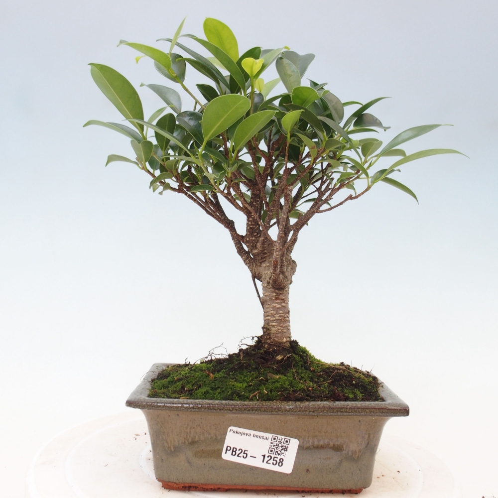 Indoor bonsai - Ficus retusa - small-leaved ficus