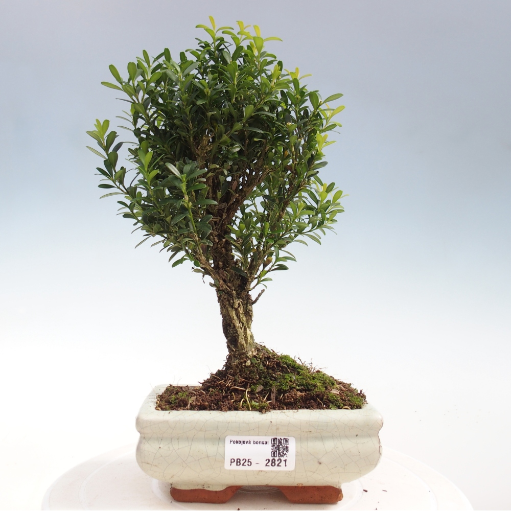 Room Bonsai - Buxus harlandii - Cork boxwood