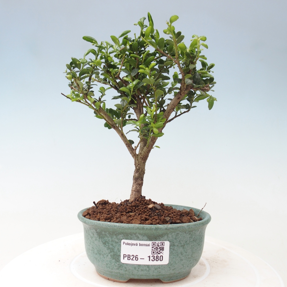 Room bonsai - Ilex crenata - Holly