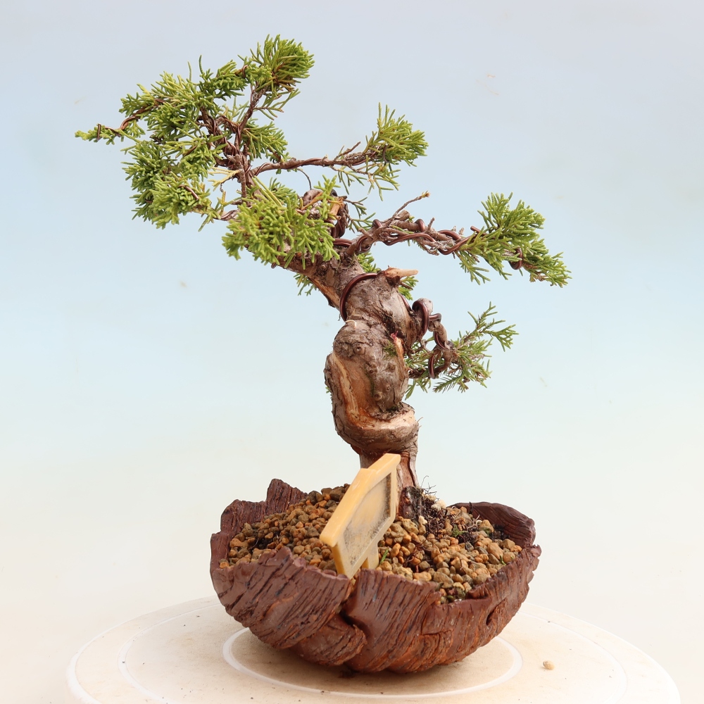 Outdoor Bonsai - Juniperus chinensis Itoigawa - Chinese Juniper