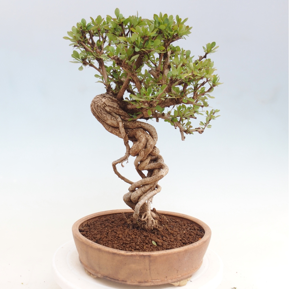 Outdoor bonsai - Berberis coreana