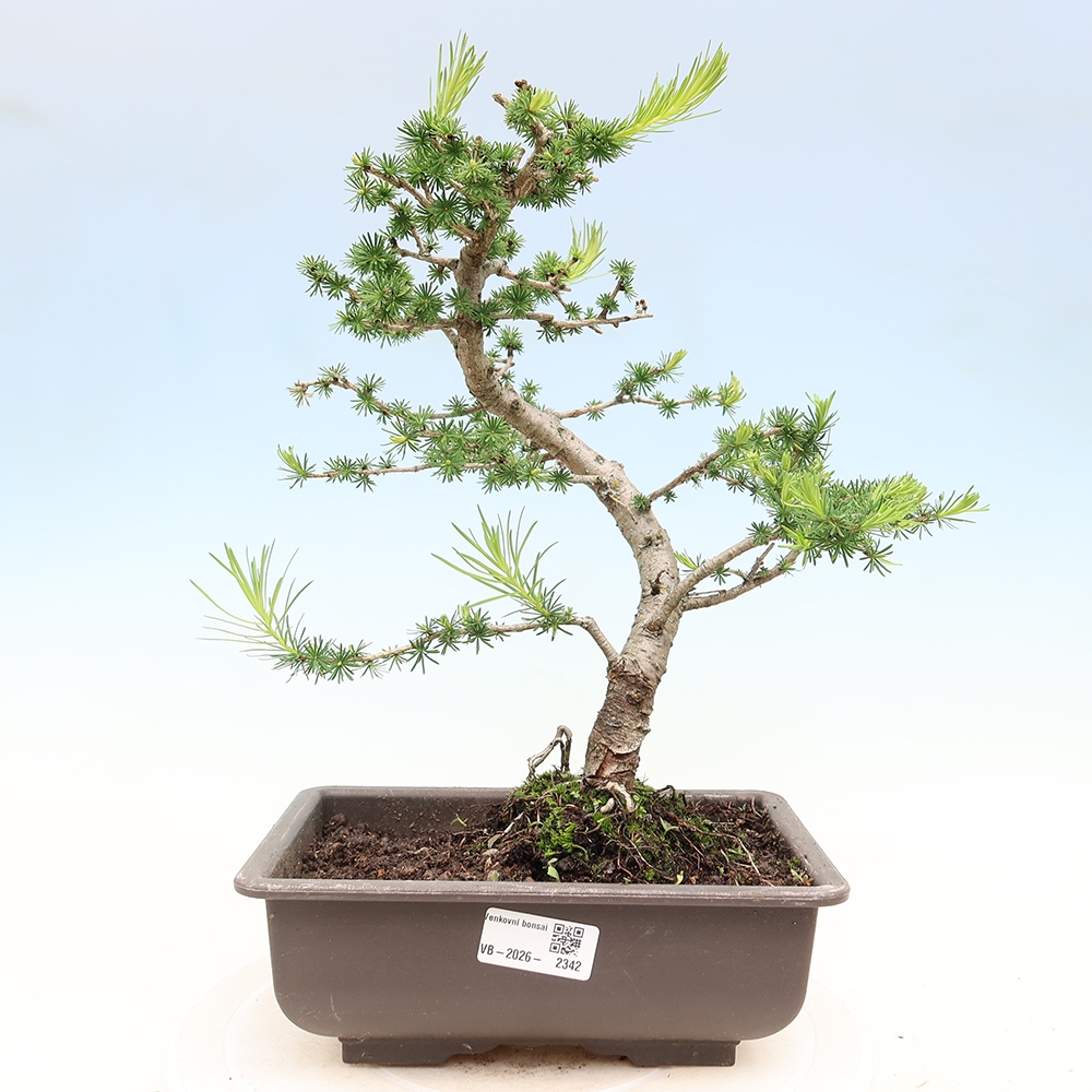 Outdoor bonsai -Larix decidua - Larch