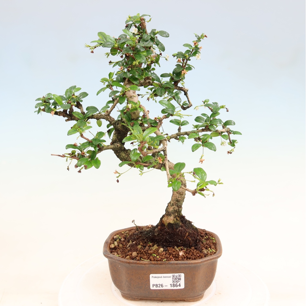 Room bonsai - Carmona macrophylla - Tea fuki