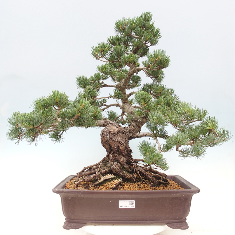 Outdoor bonsai - Pinus parviflora - Pinus parviflora