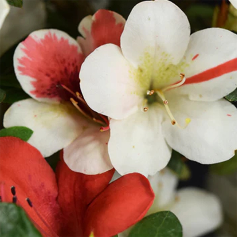 Outdoor bonsai - Japanese azalea - Azalea Karenai-no-tenshi