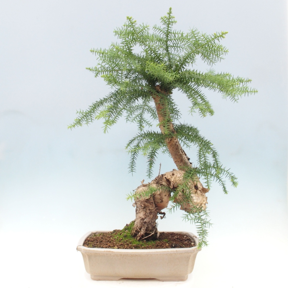 Room bonsai - Araukarie - room spruce