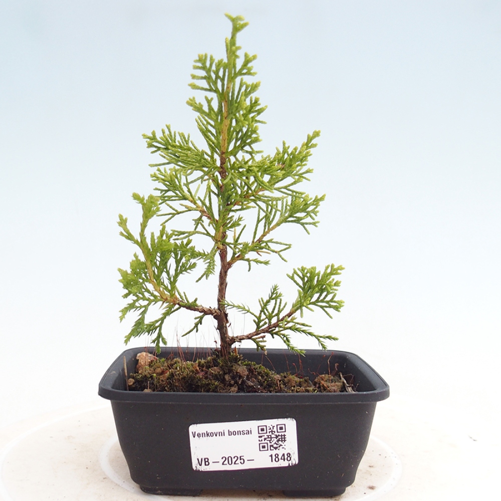 Outdoor bonsai - Juniperus chinensis Itoigawa - Chinese juniper
