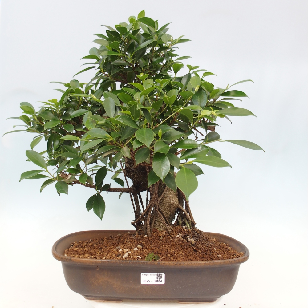 Room bonsai - Ficus kimmen - small-leaved ficus - PERSONAL COLLECTION ONLY or pallet transport