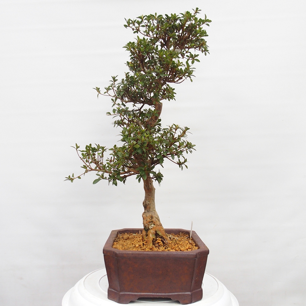 Outdoor bonsai - Japanese Azalea - Azalea Hanatsuzuri