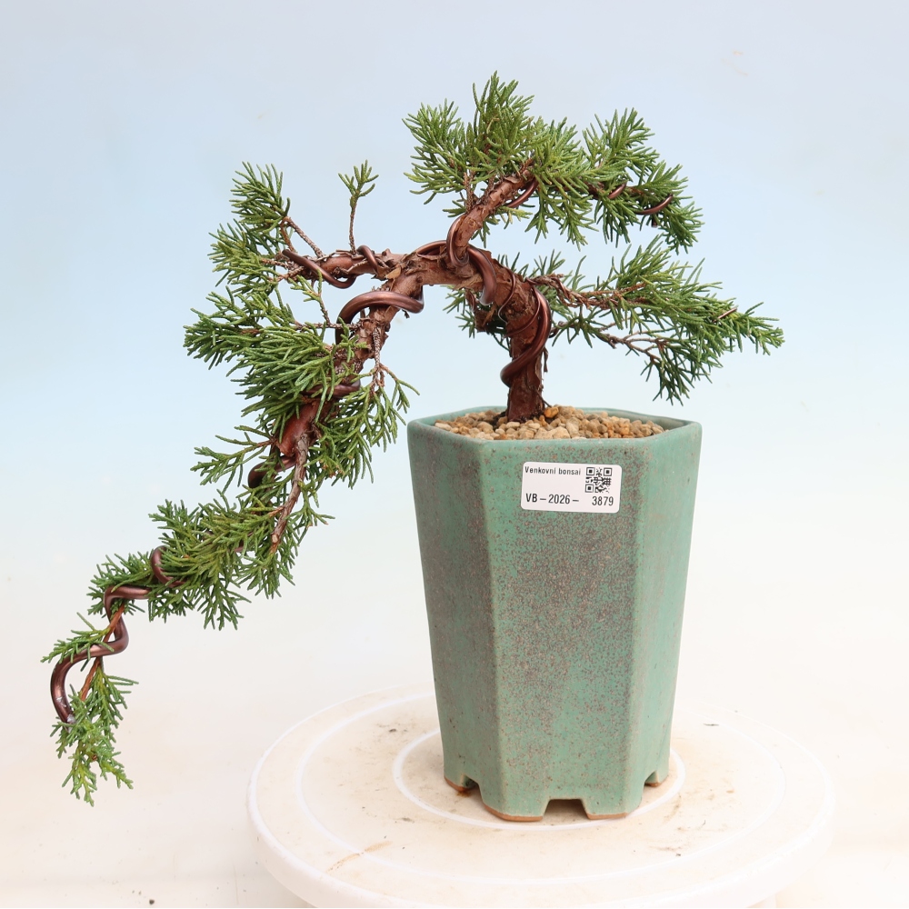 Outdoor bonsai - Juniperus chinensis Kishu