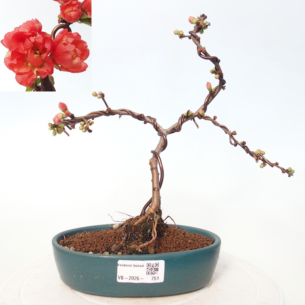 Outdoor bonsai - Chaneomeles s. Red Joy - Quince