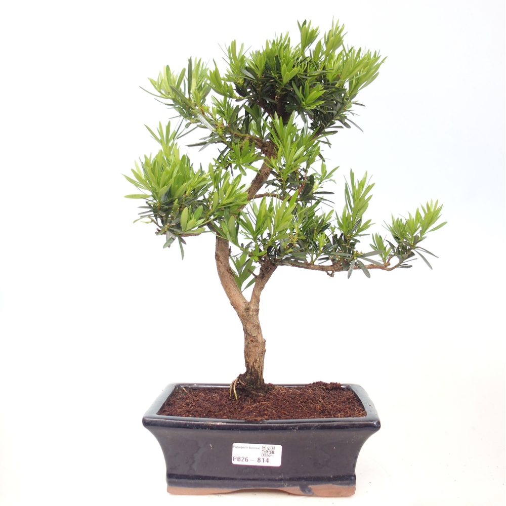 Room bonsai - Podocarpus - Stone Yew